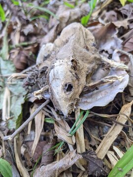 Rat Skeleton Dead Rat