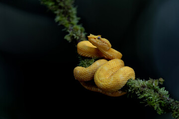 Eyelash pit viper, yellow morph with a dark background and copy space close to Sarapiqui in Costa...
