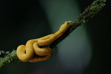 Eyelash pit viper, yellow morph with a dark background and copy space close to Sarapiqui in Costa Rica