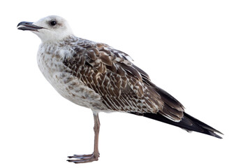 White and grey seagull