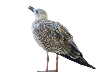 White and grey seagull