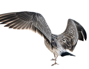 White and grey seagull