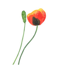 Watercolor red poppy flower bud close and open isolated on white background. Hand drawing illustration. Perfect for botanical design, floral pattern, print.
