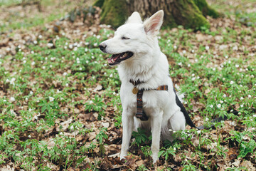 Adorable white dog sitting among beautiful blooming wood anemones in spring forest. Portrait of cute swiss shepherd young dog in spring woods. Hiking with pet
