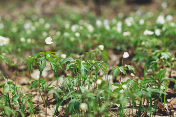 Beautiful wood anemones blooming. Wild anemone nemorosa growing and blooming in spring forest. Spring awakening in woods, first flowers. Spring background, copy space