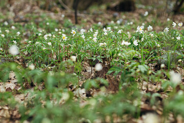Beautiful wood anemones blooming. Wild anemone nemorosa growing and blooming in spring forest. Spring awakening in woods, first flowers. Hello Spring
