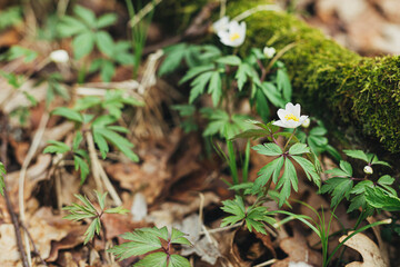 Beautiful wood anemones blooming. Wild anemone nemorosa growing and blooming in spring forest. Spring awakening in woods, first flowers. Hello Spring