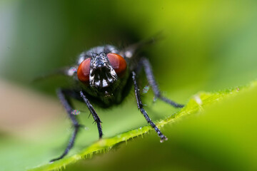 Fly