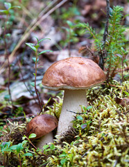 Two boletus mushrooms in the summer forest.