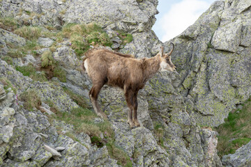 Tatra Chamois (Rupicapra rupicapra tatrica) in the natural environment.