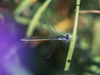 blue dragonfly on a green leaf