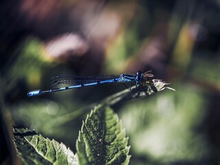 blue dragonfly on a green leaf