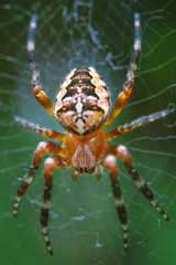 Spider