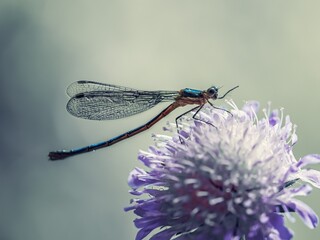 dragonfly on a flower