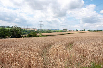 Wheat fields of England and Wales in the summertime.