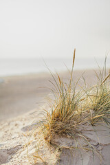 dunes with grass against ocean - obrazy, fototapety, plakaty