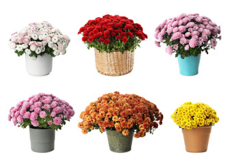 Set with chrysanthemum flowers in pots on white background