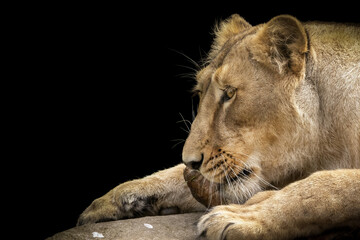 The Lioness and her prey