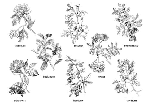 Hand drawn medicinal shrubs with berrys