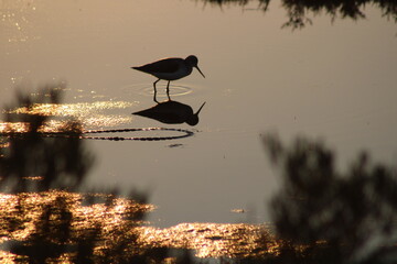 Ave cazando y su reflejo