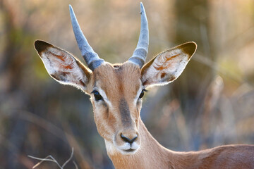 Portrait of a young male impala in Kruger national Park, South Africa.