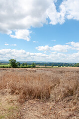 Wheat fields of England and Wales in the summertime.