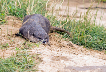 Playful Short Clawed Otter appearing to be getting ready to pounce