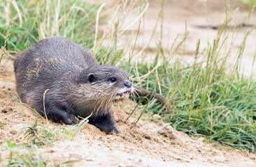  Asian Short Clawed  Otter (Aonyx cinereus)  laying on a sand bank looking alert