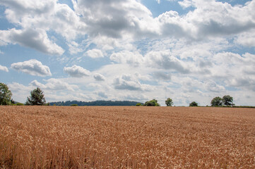 Fototapeta na wymiar Wheat fields of England and Wales in the summertime.