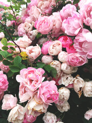 Blooming pink rose bush. Beautiful nature composition.
