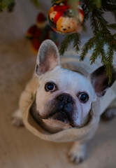 french bulldog puppy with christmas tree
