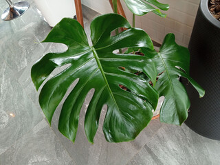 Closeup, monstera nature green leaf in white vase for background design or decoration illusration,...