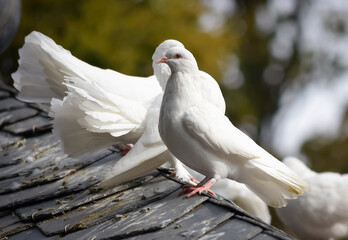 Un par de palomas blancas posadas sobre el tejado de un palomar en el parque Campo Grande de Valladolid, España
