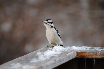 Downy Woodpecker Standing on the Edge of a Deck on a Cold Winters Day