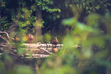 природа и животные