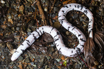 Amphisbaena bassleri