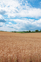 Wheat fields of England and Wales in the summertime.