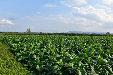 Landscape of tobacco garden, bluesky background.