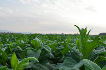 Landscape of tobacco garden, bluesky background.