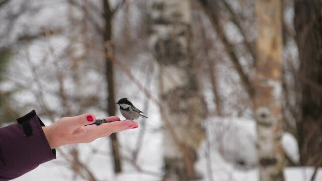 Man feeds birds in winter