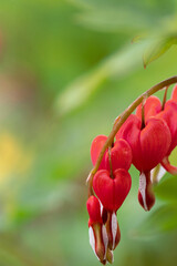 Vertical closeup of the flowers of bleeding heart (Lamprocapnos [Dicentra] spectabilis 'Hordival' or Valentine) against a green background, with copy space