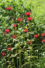 Perennial 'Jacob Cline' bee balm (Monarda 'Jacob Cline') in flower in a sunny summer garden