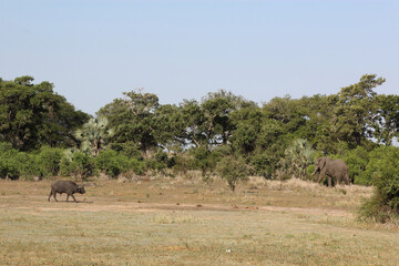 Kr&uuml;ger Park - Afrikanischer Busch / Kruger Park - African bush /