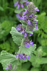 Vertical closeup of the flowers and foliage of 'Purple Haze' catmint (Nepeta 'Purple Haze')