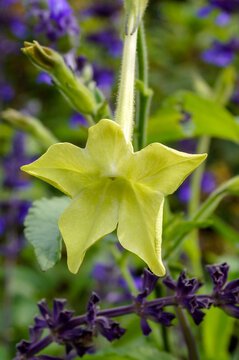Vertical closeup of a flower of 'Lime Green' flowering tobacco (Nicotiana 'Lime Green') in a garden