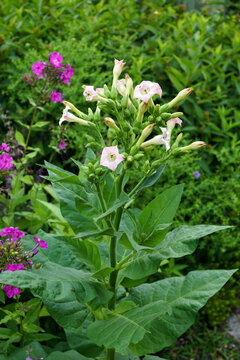 Tobacco (Nicotiana tabacum) in flower in a garden setting