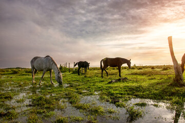 beautiful horses in the meadows