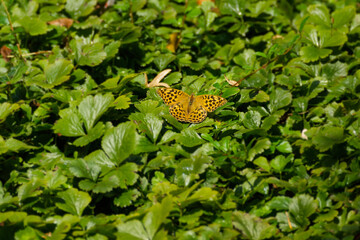 Silver-washed Fritillary butterfly (Argynnis paphia) sitting on green leaves in Zurich, Switzerland