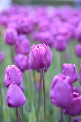 Tulips on soft blurred background