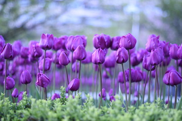 Fototapeta premium Tulips on soft blurred background